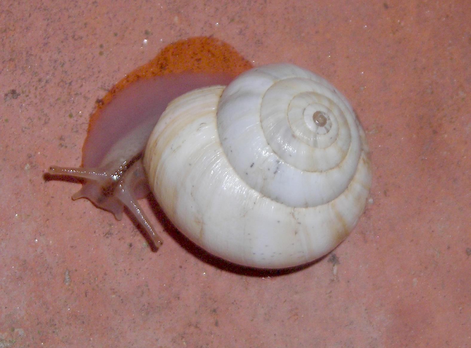 Helicidae litorale (forse) [Cernuella virgata]